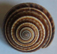 Architectonica perspectiva (Linnaeus, 1758)
